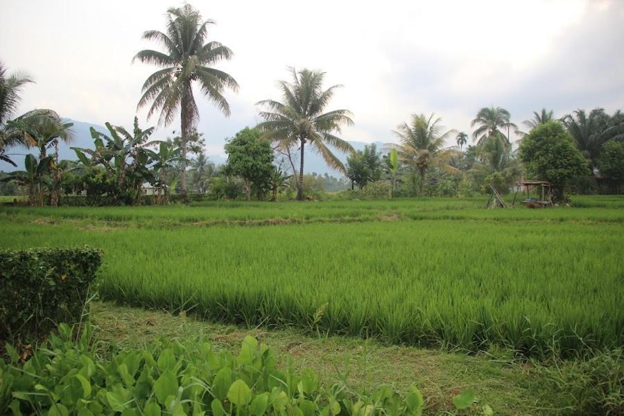 Ambow Homestay Jungle Trekking & Village Tour 부킷 라왕 외부 사진
