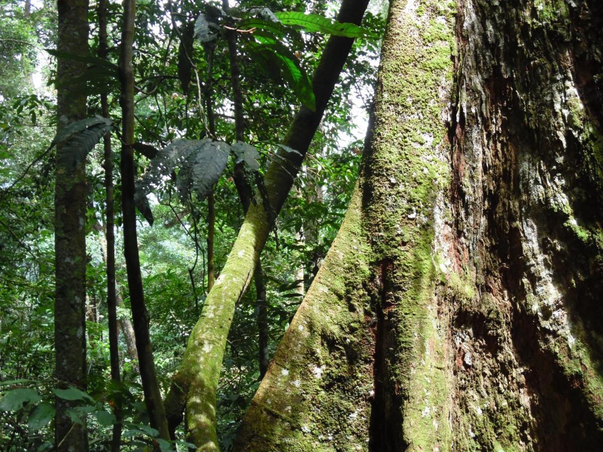 Ambow Homestay Jungle Trekking & Village Tour 부킷 라왕 외부 사진