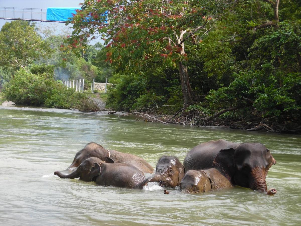 Ambow Homestay Jungle Trekking & Village Tour 부킷 라왕 외부 사진